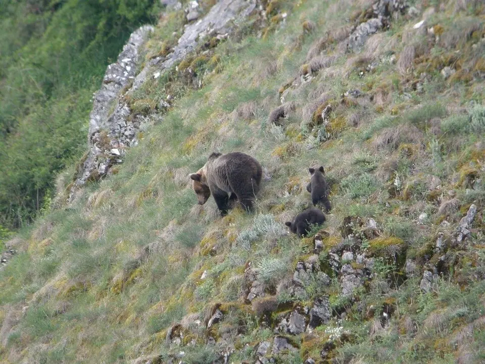 Osa con unas cr&iacute;as