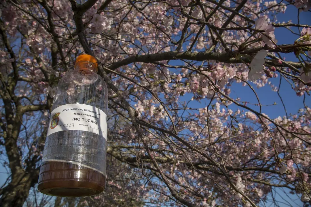 Trampa para la avispa asi&aacute;tica en Camargo