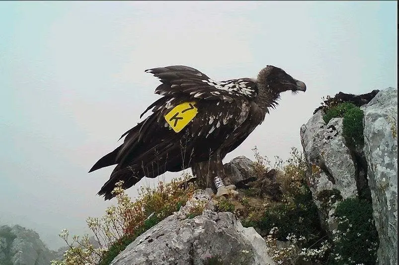 El Quebrantahuesos 'Sol' liberado en el Parque Nacional de Picos de Europa.