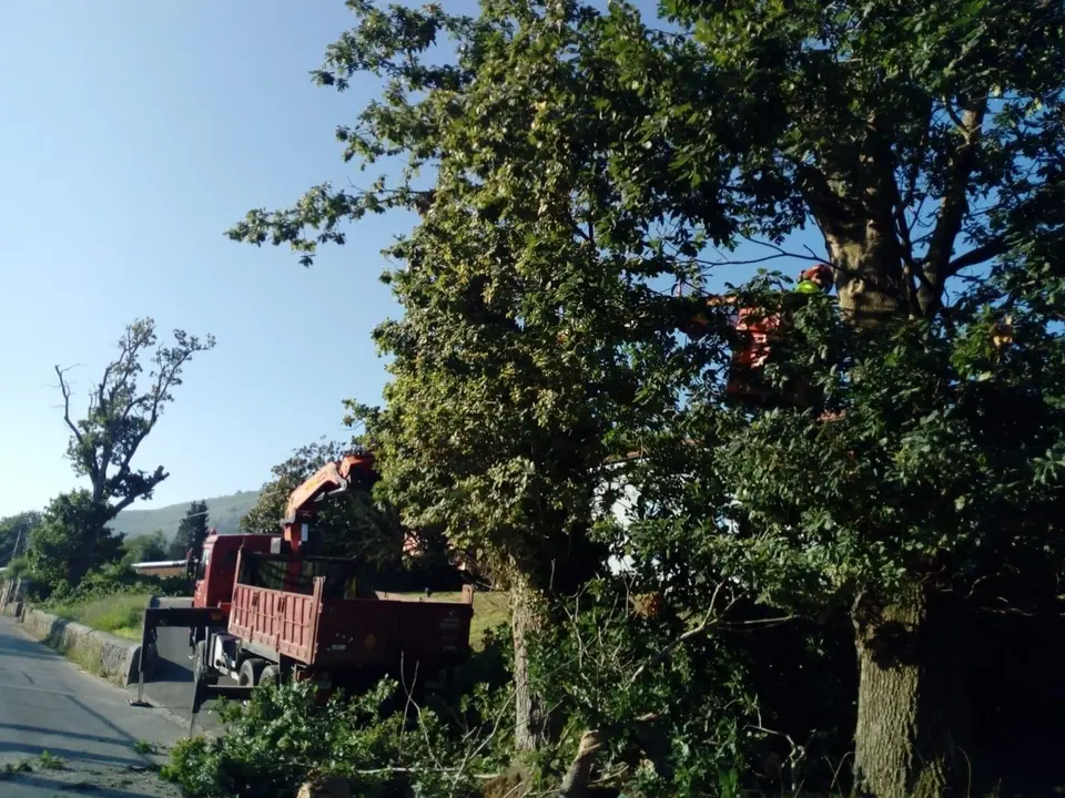 Ecologistas en Acci&oacute;n y Equo denuncian la tala de cagigas centenarias en La Cavada