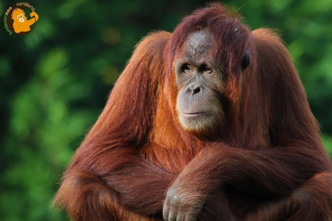 Orangutana Victoria