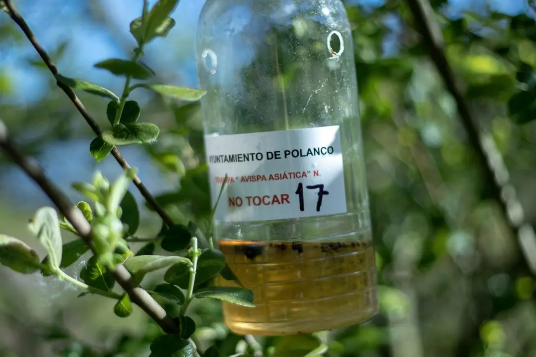 Trampa de avispa asi&aacute;tica