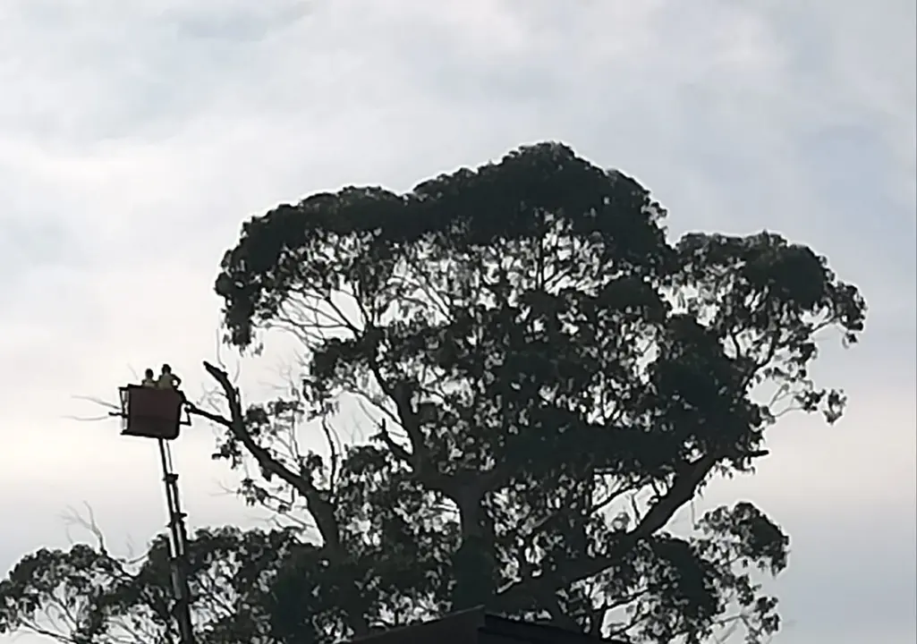 El Eucalipt&oacute;n de Viernoles