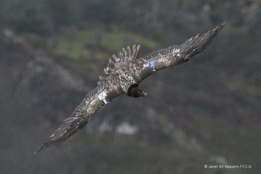 El quebrantahuesos 'Esperanza'.
