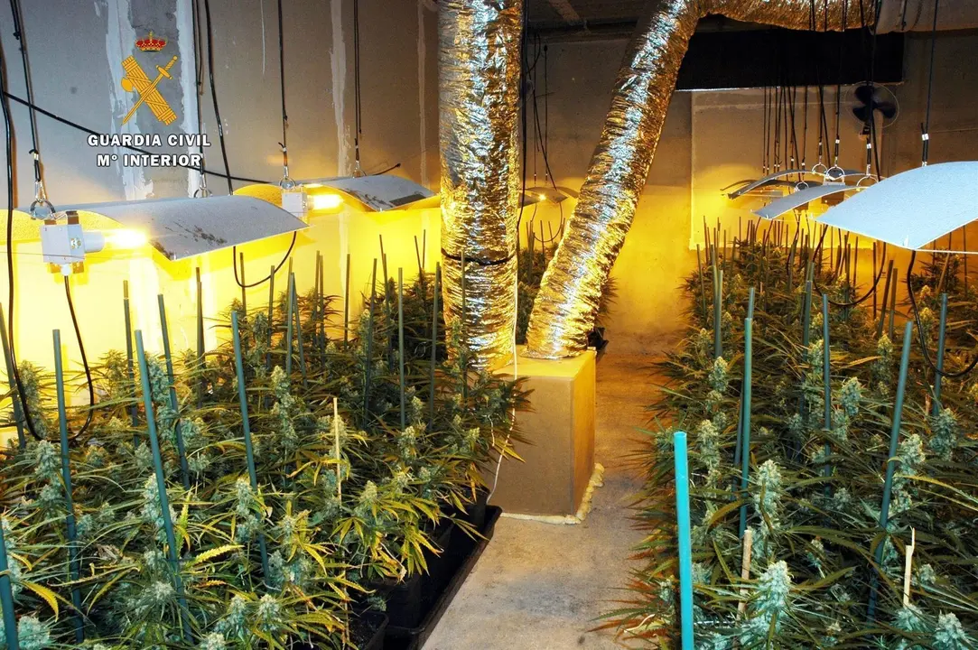 Plantaci&oacute;n de casi 500 plantas de marihuana en Parbay&oacute;n