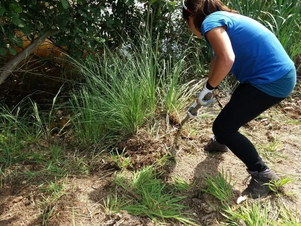Voluntarios en Alday quitando plumero