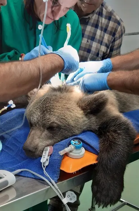 La osa Saba en el centro de recuperaci&oacute;n de Fauna Silvestre de Villaescusa.