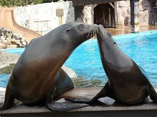 Cantabria---CANTUR---Parque-de-Cabarceno---leones-marinos