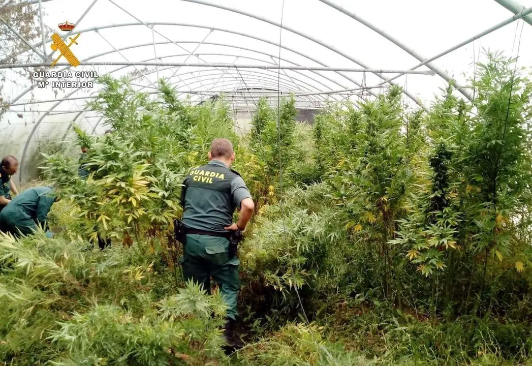 Rdo. Nota De Prensa Guardia Civil (Localizado Un Invernadero Con Marihuana En Una Explotaci&oacute;n De Tomates)