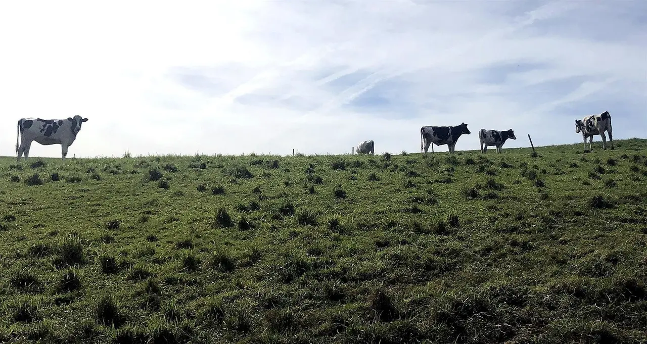 Vacas en un campo