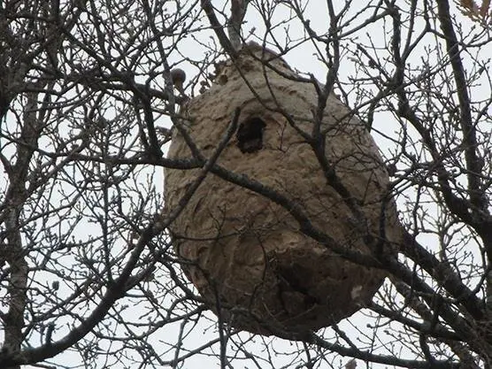 Nido de avispa asi&aacute;tica