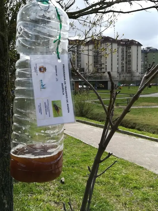 Trampa contra la avispa asi&aacute;tica