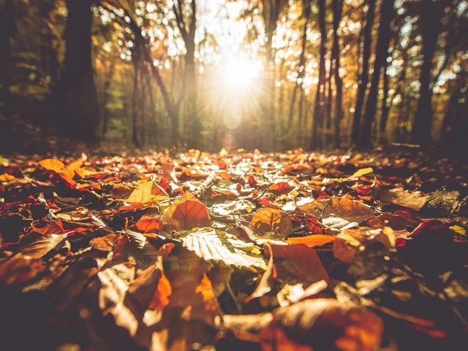 se-acerca-el-otono-astronomico-208381-2