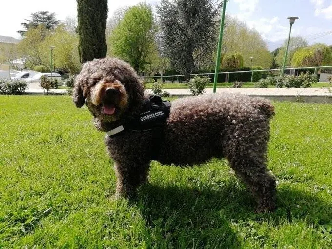 El perro 'Marley', que particip&iacute;&oacute; en la investigaci&oacute;n del cr&aacute;neo de Castro Urdiales