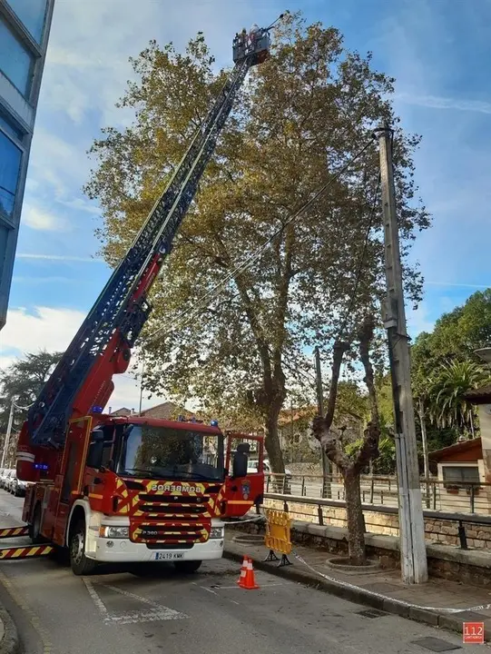 Bomberos del 112 retiran un nido de avispa asi&aacute;tica de un platanero a 20 metros de altura en Cabez&oacute;n de la Sal
