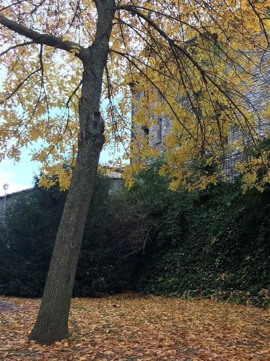 Oto&ntilde;o, amarillo, rojizos