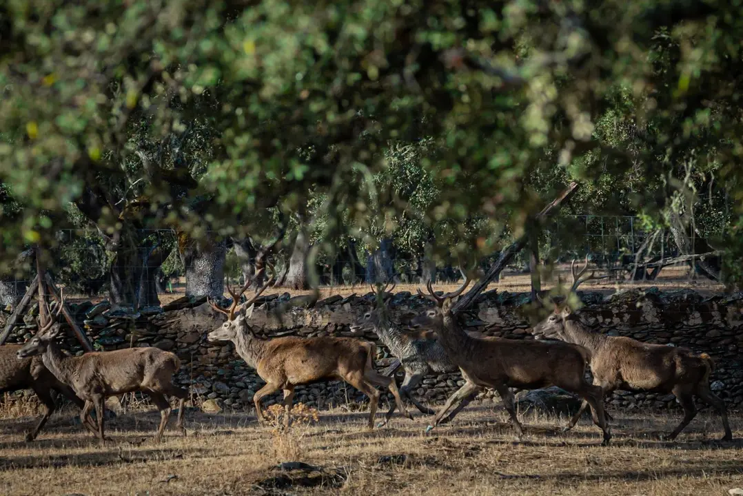 Una manada de ciervos corren al final de la &eacute;poca de la berrea, un ritual reproductivo de estos animales que indica el inicio de la temporada de la caza mayor. Los animales se encuentran en la Finca Azagala, propiedad de la familia Alonso &Aacute;lvarez, Marqu&eacute;s