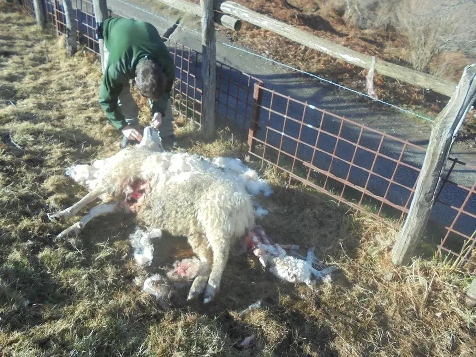 da&ntilde;os causados por fauna salvaje 