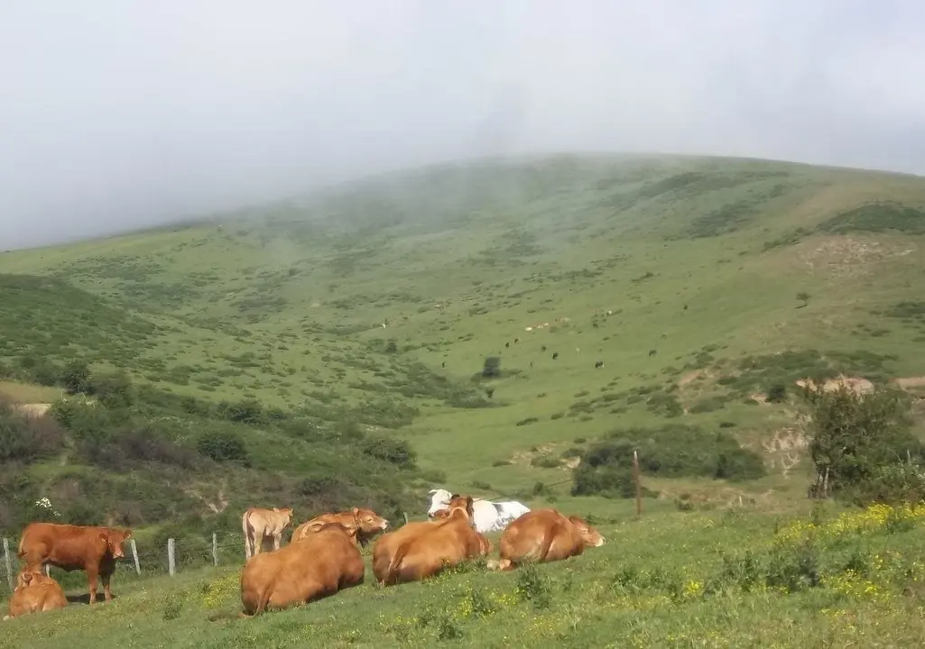 Vacas en Campoo de Yuso
