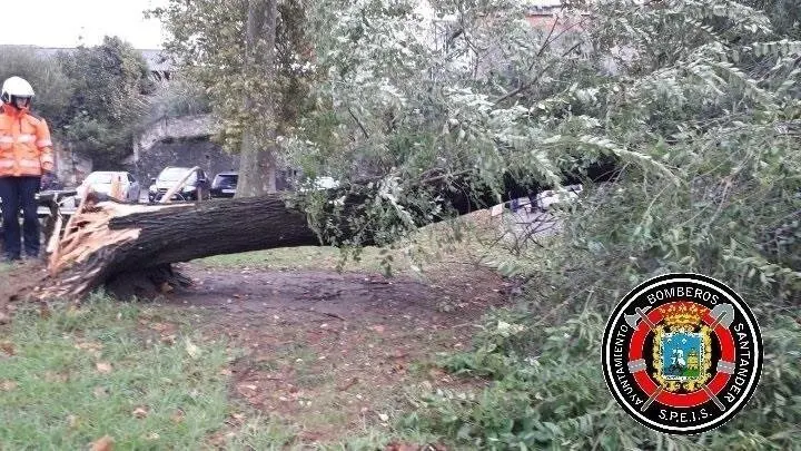 Arbol ca&iacute;do en Santander