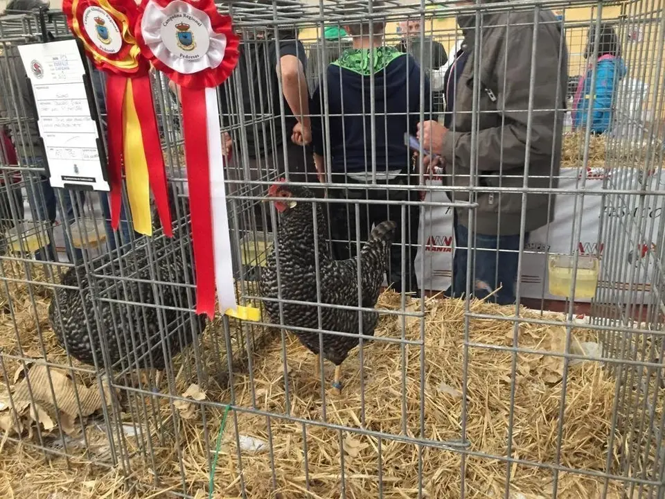 Exposici&oacute;n Av&iacute;cola de Valderredible