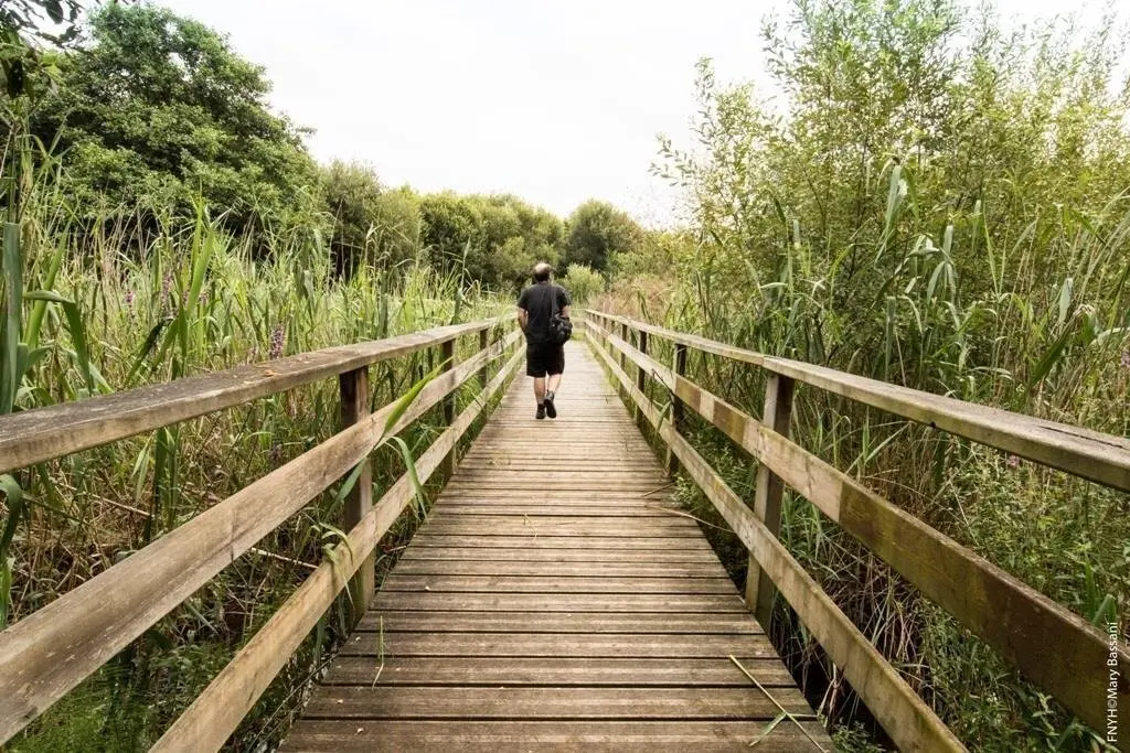    La Fundaci&oacute;n Naturaleza y Hombre (FNYH), coordinadora del proyecto LIFE 'Anillo Verde de la Bah&iacute;a de Santander', ha programado actividades para todo el verano con el objetivo de darlo a conocer tanto entre la poblaci&oacute;n local como a los turistas por med