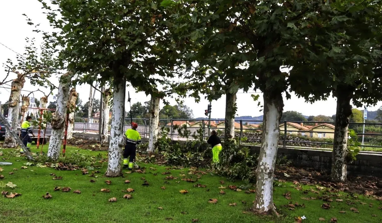 Inicio de la campa&ntilde;a de poda del oto&ntilde;o en Hazas de Cesto