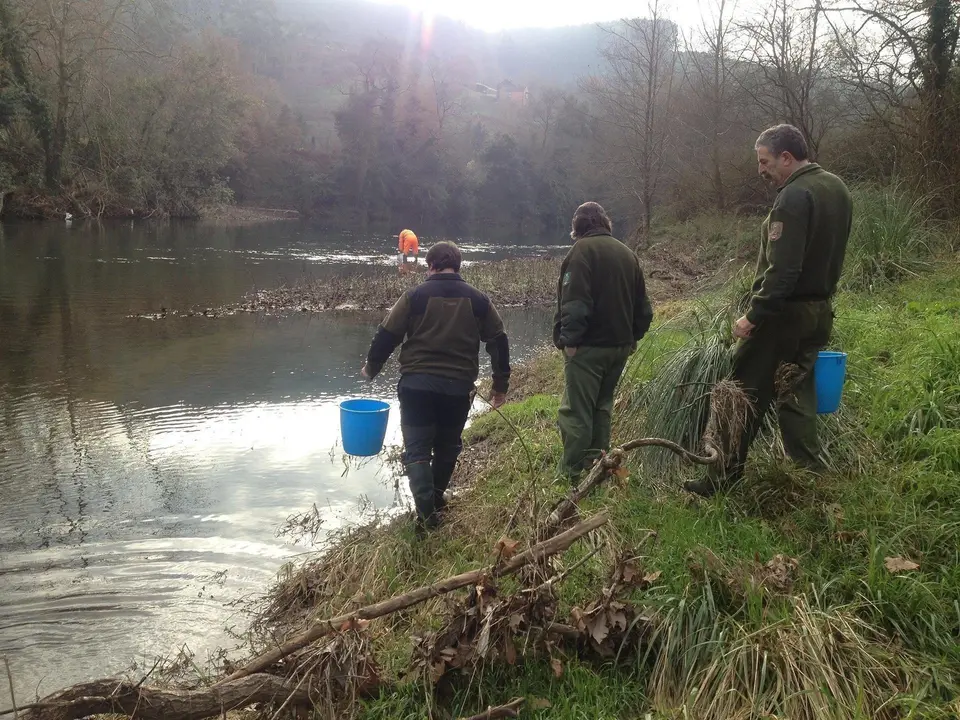     Las Consejer&iacute;as de Ganader&iacute;a, Pesca y Desarrollo Rural y la de Educaci&oacute;n, Cultura y Deporte del Gobierno de Cantabria han puesto en marcha una actuaci&oacute;n conjunta para la repoblaci&oacute;n de los r&iacute;os de Cantabria con alevines de angula