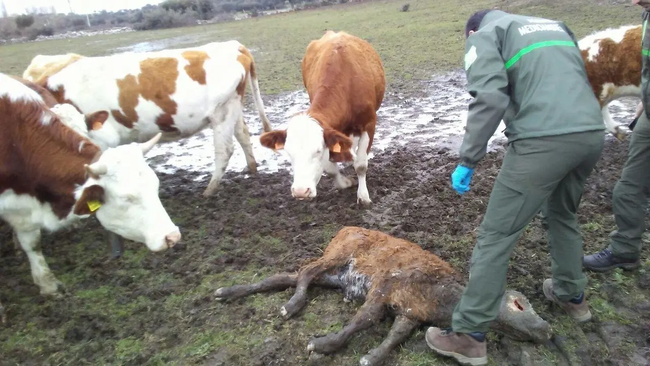 Ataque de lobos en la provincia de Salamanca