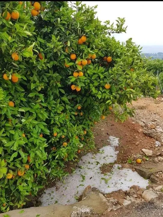 Uni&oacute;n de Uniones denuncia que los salarios de agricultores y ganaderos son un 35% inferiores a la media