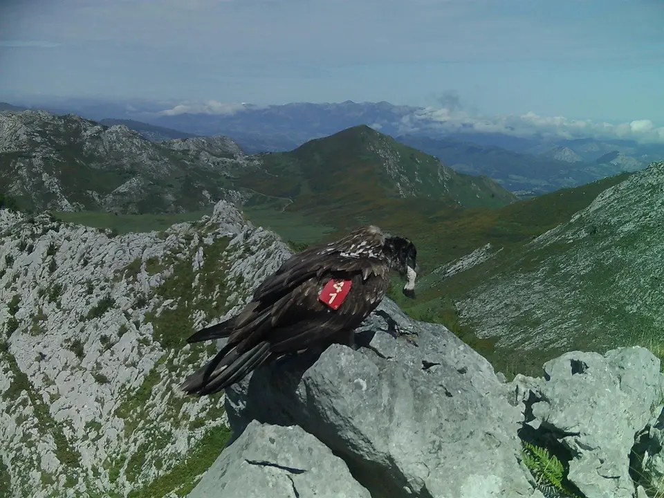Joven quebrantahuesos tragando una pata  de caprino
