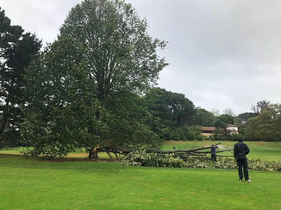 Arbol ca&iacute;do por el viento en el campo de golf de Pedre&ntilde;a