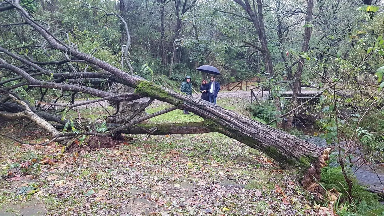 Arbol ca&iacute;do por el temporal en Torrelavega