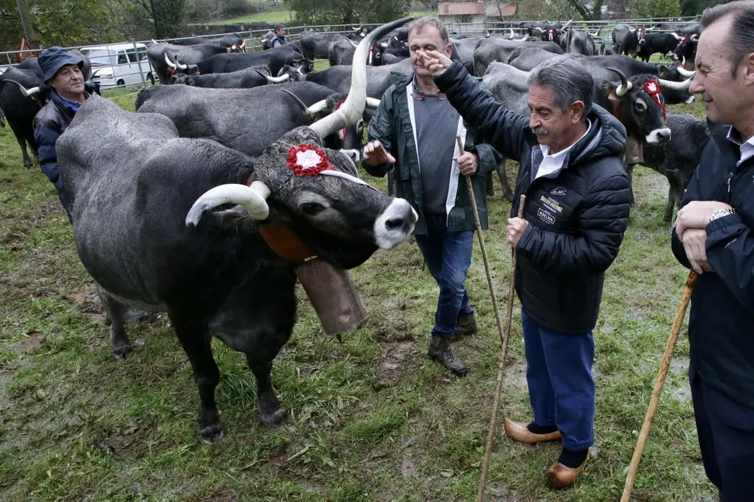 El presidente de Cantabria, Miguel &Aacute;ngel Revilla, asiste a la tradicional feria ganadera de San Mart&iacute;n de Trece&ntilde;o