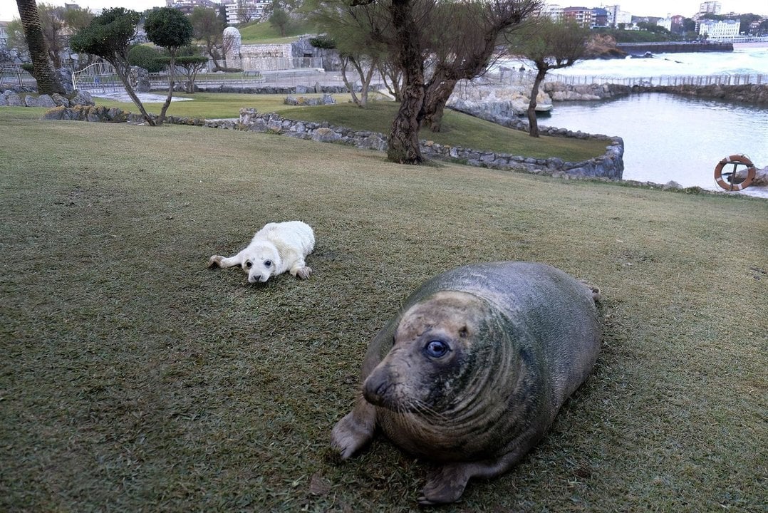 La nueva cría de foca gris junto a su madre en el minizoo de La Magdalena