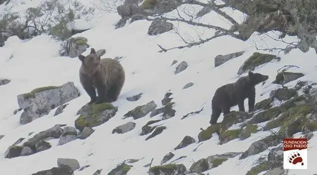 Osos Pardos avistados en la Cordillera C&aacute;ntabrica