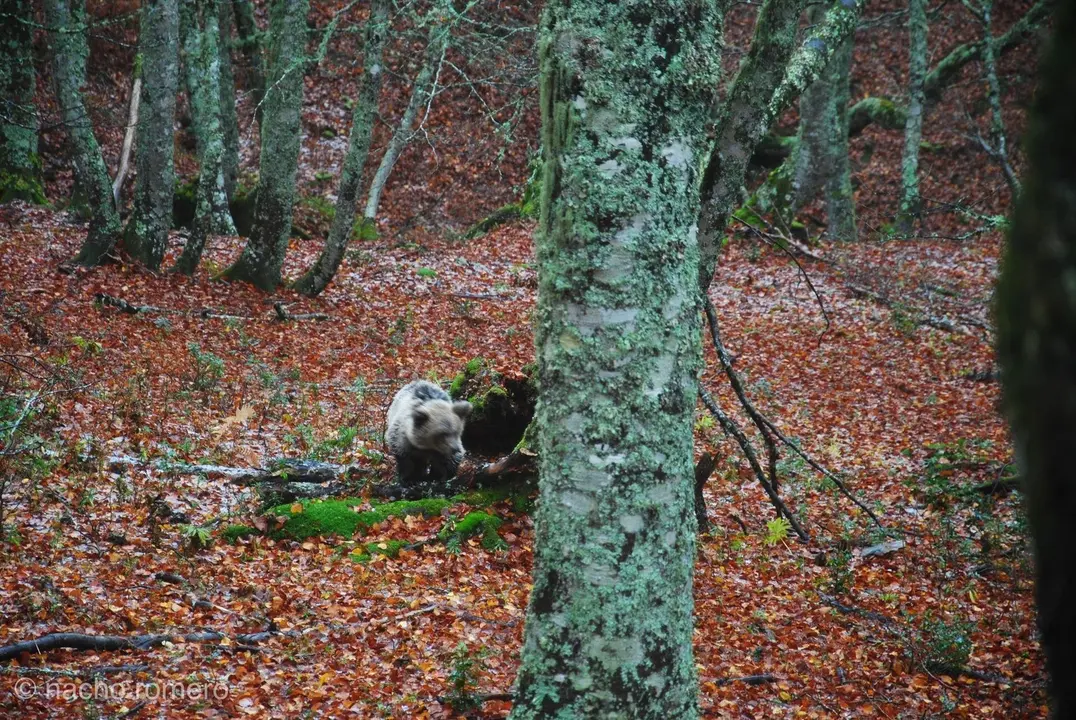 La osezna Saba regresa a su h&aacute;bitat natural en Asturias tras su rehabilitaci&oacute;n en Cantabria