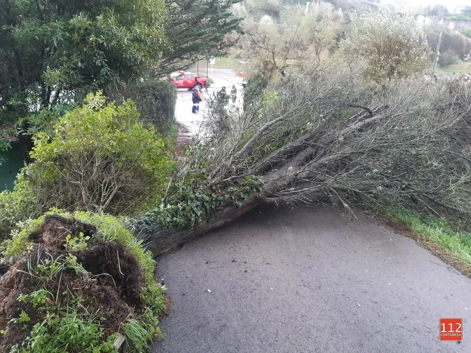 EuropaPress_2508759_&Aacute;rbol_ca&iacute;do_de_unos_10_metros_en_la_subida_al_cementerio_de_Comillas_que_cortaba_el_paso_de_veh&iacute;culos_y_personas_