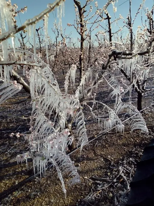 DA&Ntilde;OS POR LAS HELADAS EN EL CAMPO
