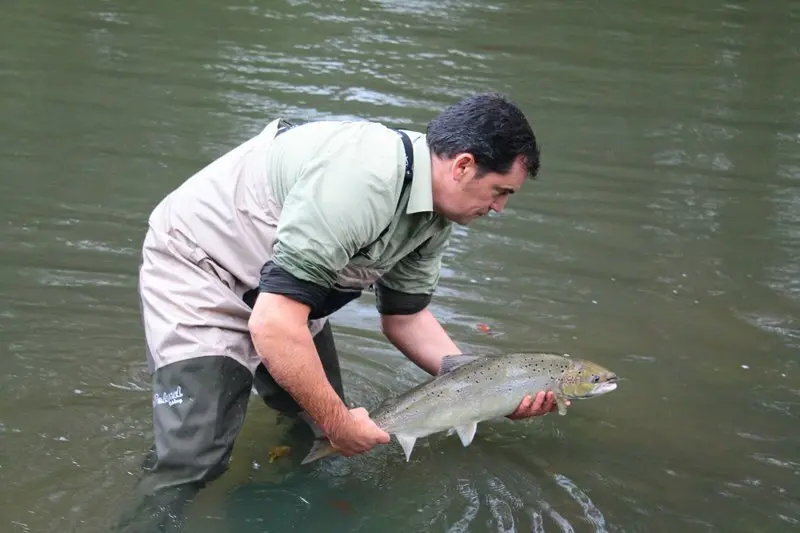 webmedio_rural_salmones