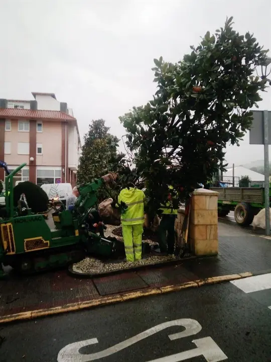 Trasplante de magnolios del exterior del Ayuntamiento de Pi&eacute;lagos