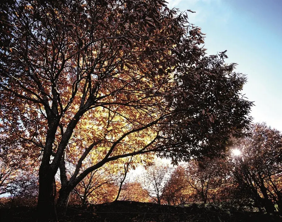 &Aacute;rbol casta&ntilde;o en la provincia de M&aacute;laga en oto&ntilde;o