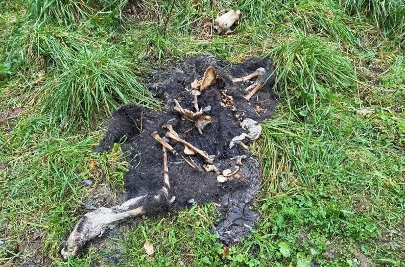 Restos de un oso pardo