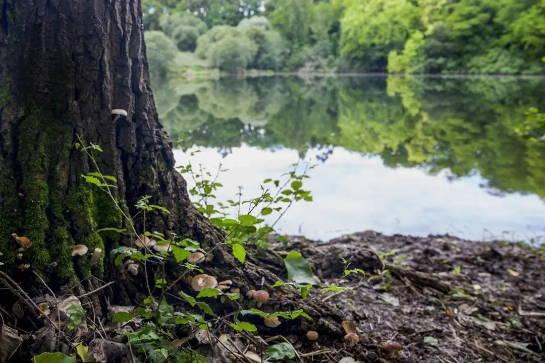 &Aacute;rea Natural de Especial Inter&eacute;s (ANEI) de La Viesca (archivo)