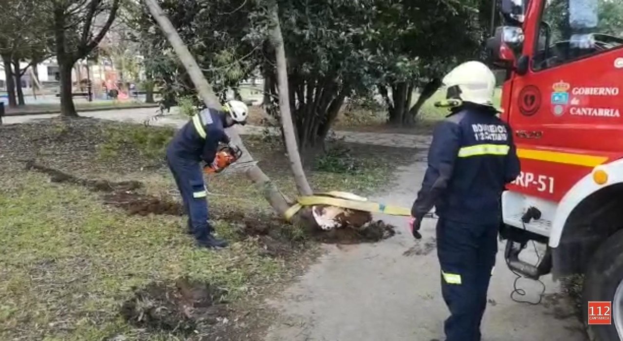 Bomberos retiran un árbol  caído por el viento