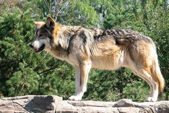 Lobo en Cab&aacute;rceno