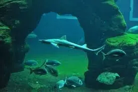 BBBA5C47-8DA5-443B-8574-DFD0973B0A44