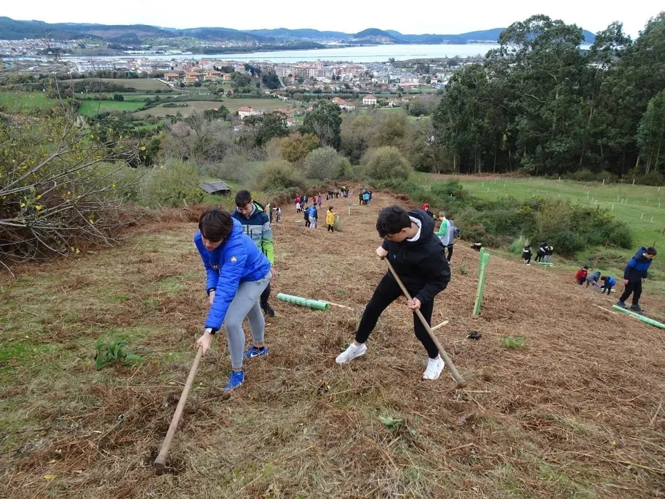 Plantaci&oacute;n de &aacute;rboles en Colindres