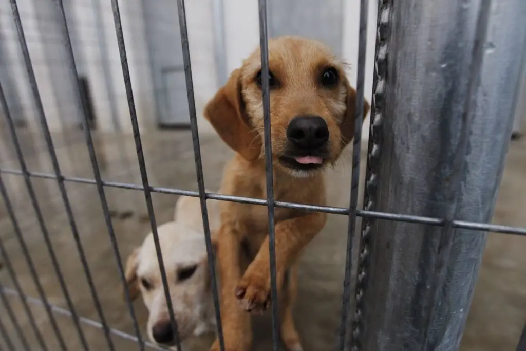 perros abandonados