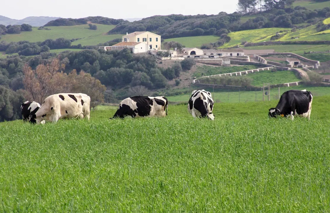 Vacas en un prado.